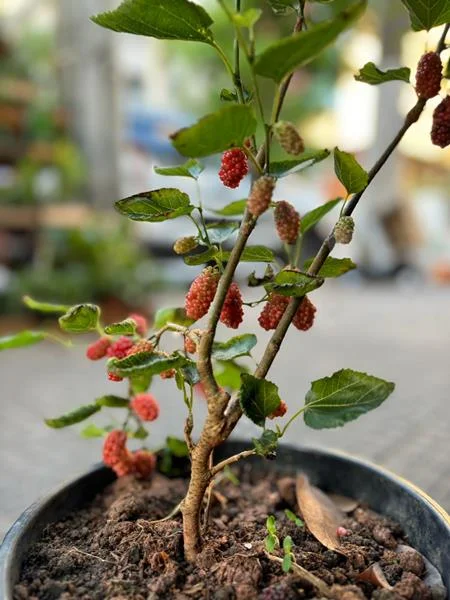 Planta e muda em Santos - foto 1