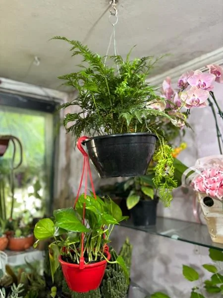 Planta e muda em Santos - foto 3