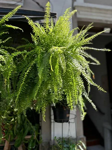 Planta e muda em Santos - foto 6