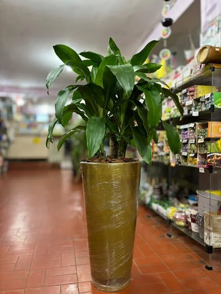 Planta e muda em Santos - foto 7