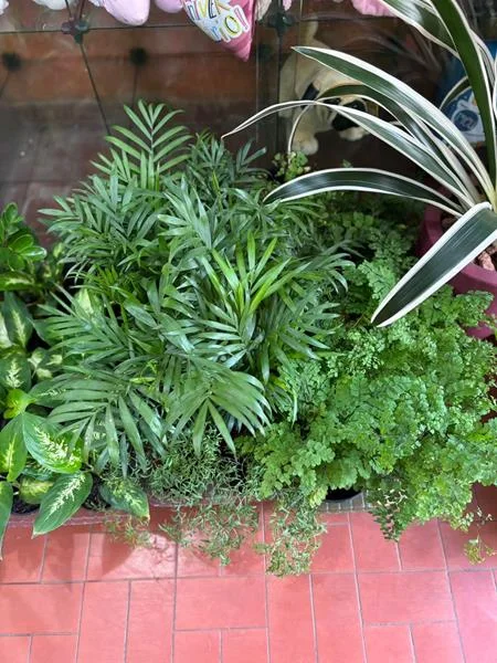 Planta e muda em Santos - foto 8