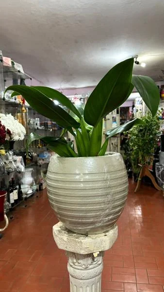 Planta e muda em Santos - foto 9