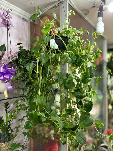 Planta e muda em Santos - foto 10
