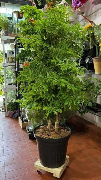 Planta e muda em Santos - foto 11