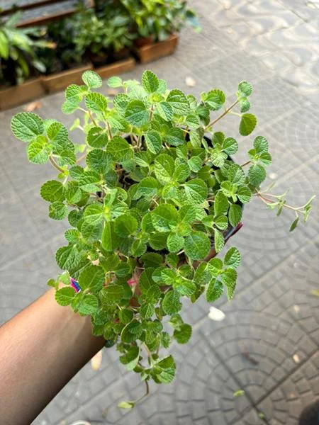 Planta e muda em Santos - foto 12