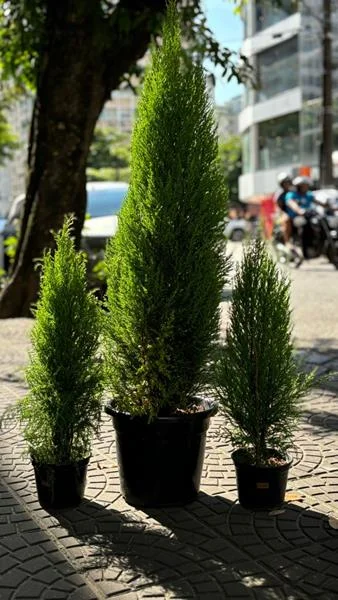 Planta e muda em Santos - foto 13
