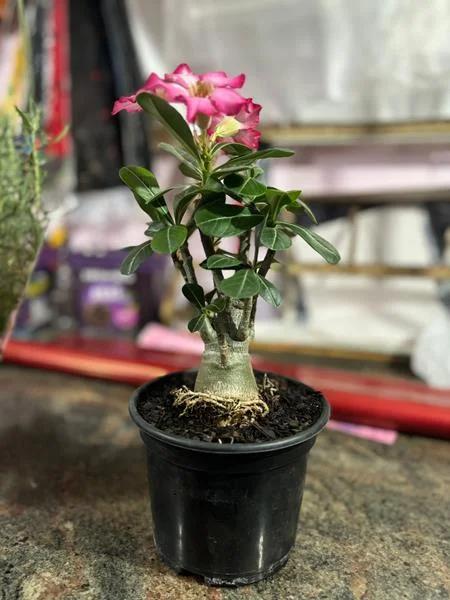 Planta e muda em Santos - foto 15