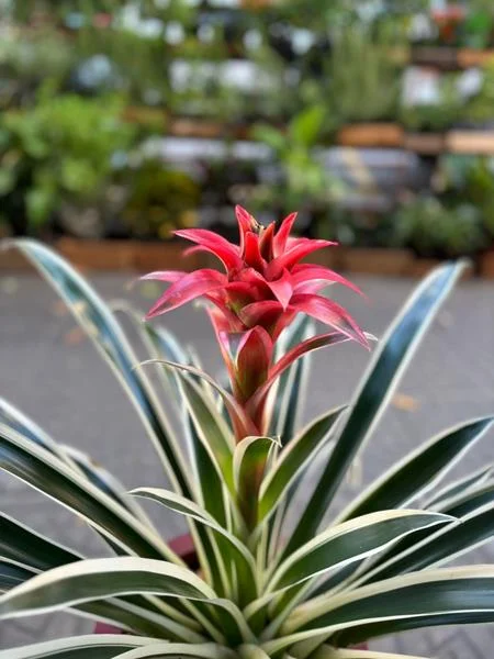 Planta e muda em Santos - foto 17
