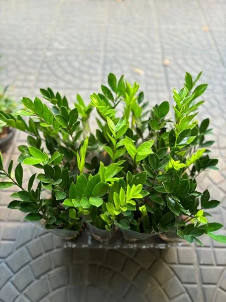 Planta e muda em Santos - foto 19
