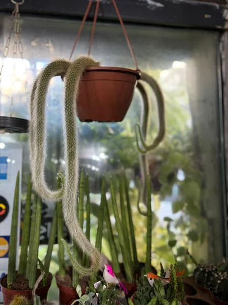 Planta e muda em Santos - foto 20
