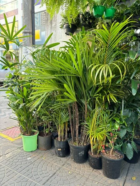 Planta e muda em Santos - foto 21