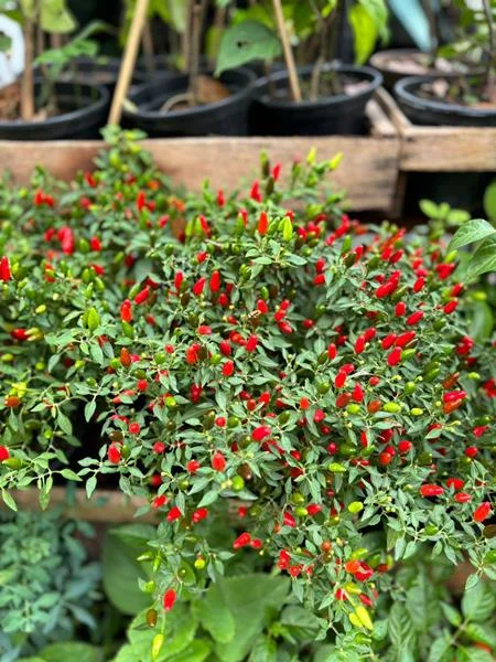 Planta e muda em Santos - foto 22