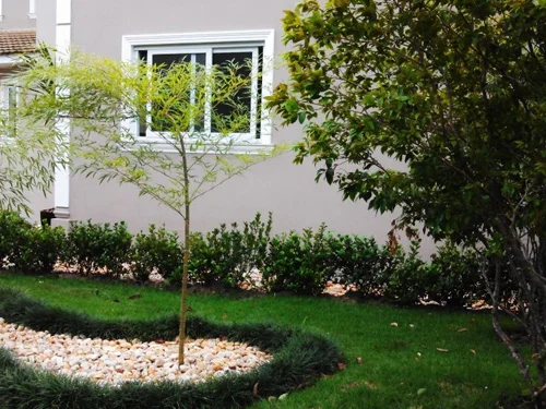Manutenção de jardim em Santos - foto 1