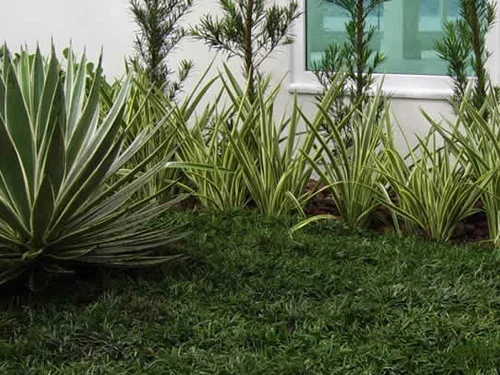 Manutenção de jardim em Santos - foto 6