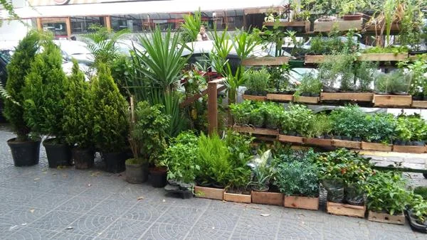 Manutenção de jardim em Santos - foto 7